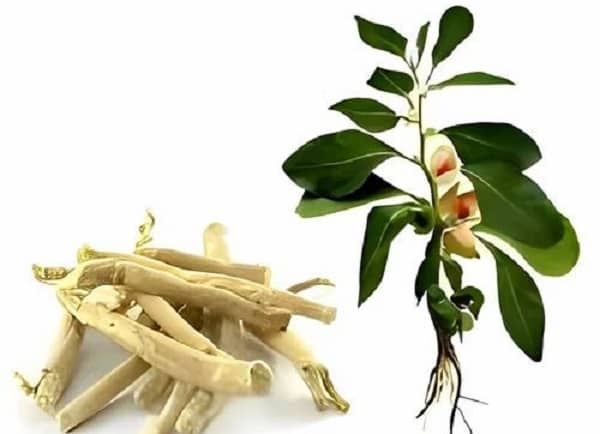 Ashwagandha (Withania somnifera)