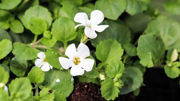 Brahmi (Bacopa monnieri)