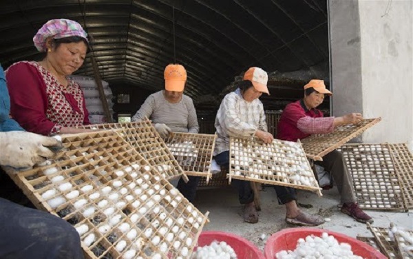 Cocoon Harvesting