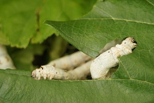 Silkworm Feeding