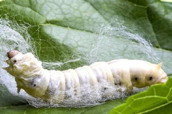 Silkworm Rearing