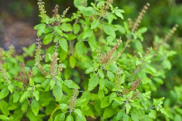 Tulsi (Ocimum sanctum)