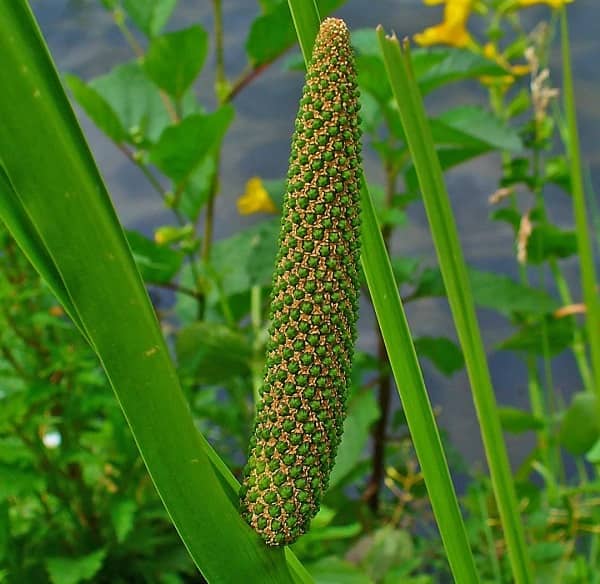 Vacha (Acorus calamus)