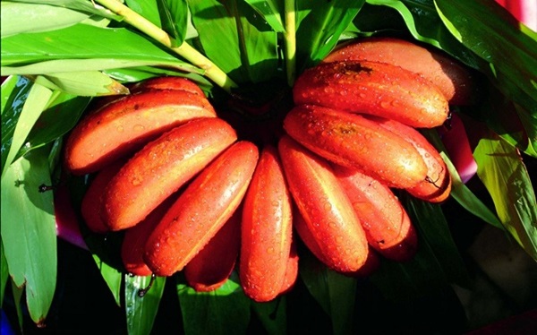 Red Banana 