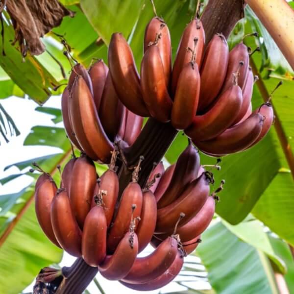 Red Banana