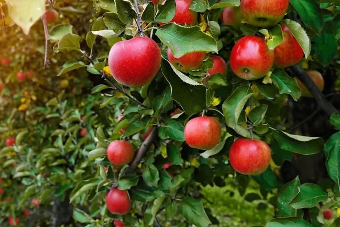 Apple Tree Day